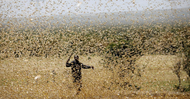 サバクトビバッタの現状把握と影響に関する考察