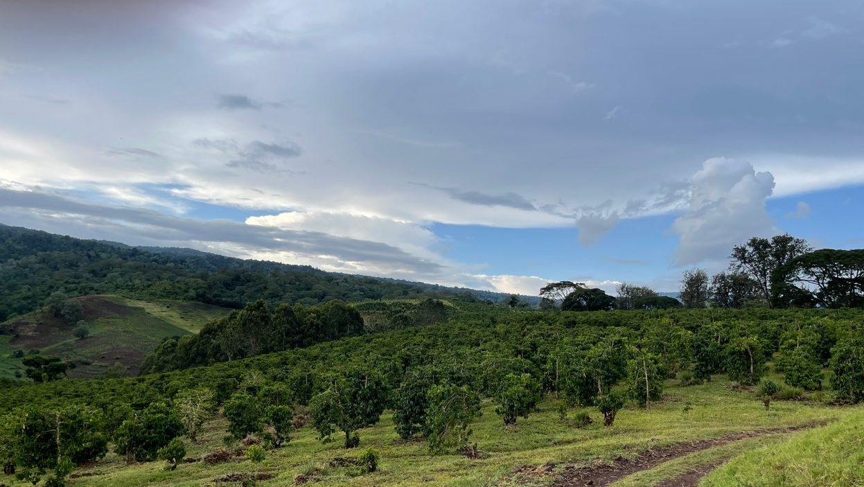 タンザニアの新農園について（2023年5月進捗報告）