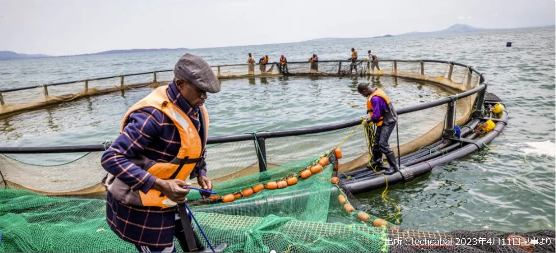 アフリカにおけるティラピア養殖事業の急成長とビジネスチャンス